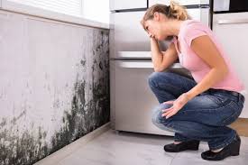  , USA Mold Prevention & Removal Pros